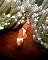 Anenome fish on magnificent anenome. Magic Passge, Madang... by Jan Messersmith 